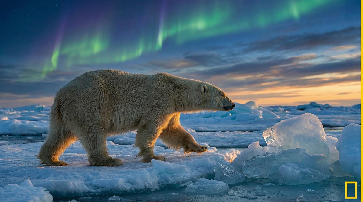 成人视频北极熊视频
